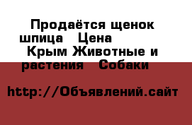 Продаётся щенок шпица › Цена ­ 35 000 - Крым Животные и растения » Собаки   